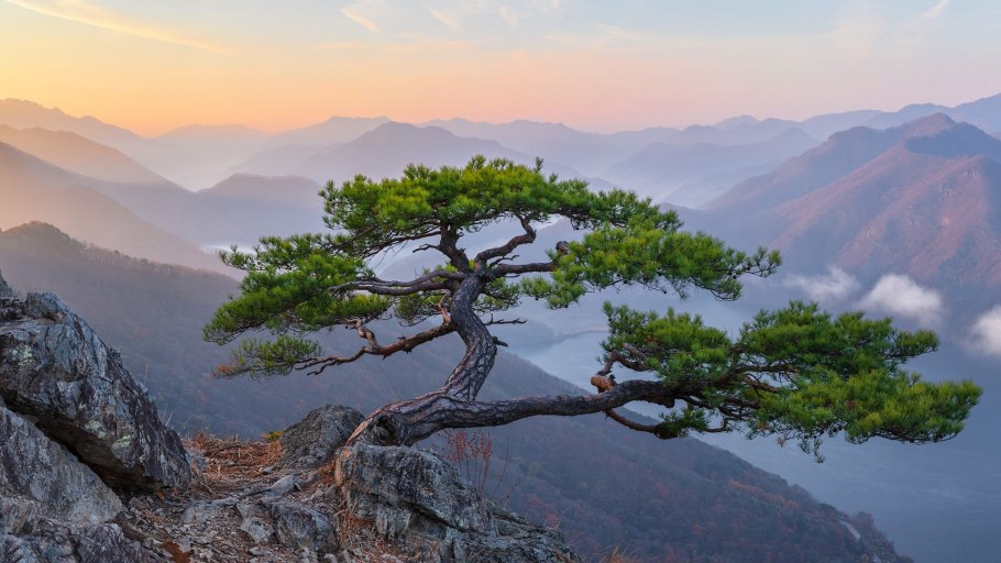 Сосна Кедровый стланик