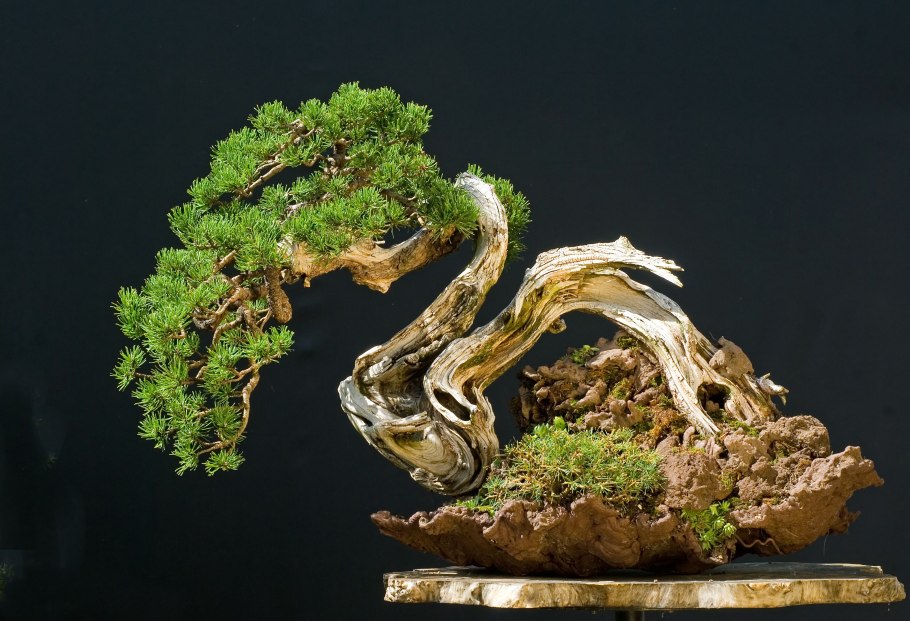 Знаменитый бонсай