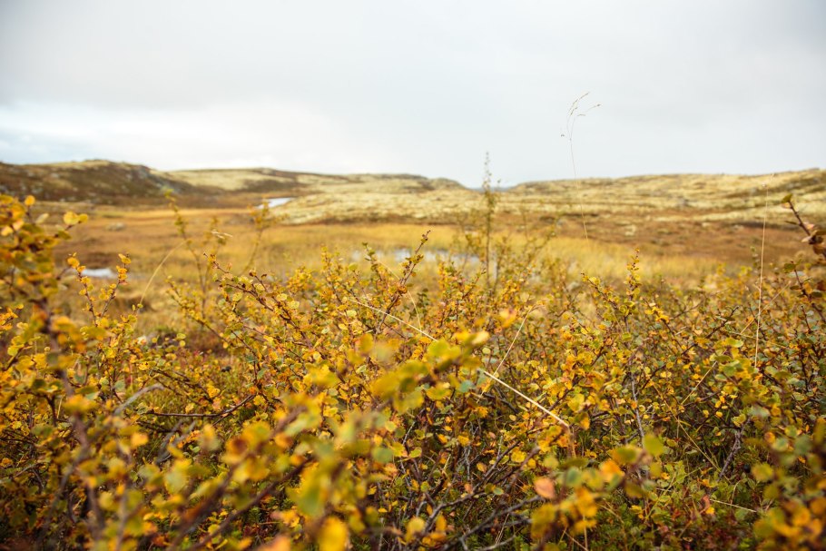 Сосна Мексиканская бонсай