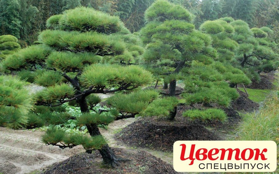 Японский красный клен бонсай