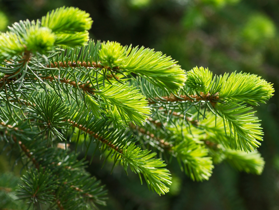 Винтер зимняя хвоя