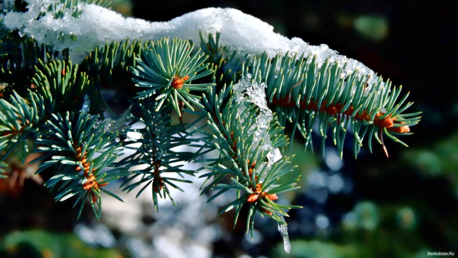 Вечнозеленая хвоя Evergreen