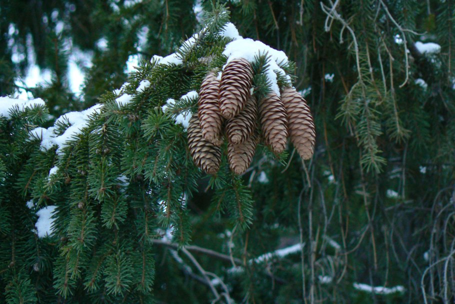 Лиственница Сибирская стробилы