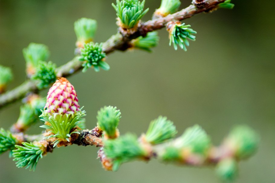 Ель обыкновенная Максвелли шишки