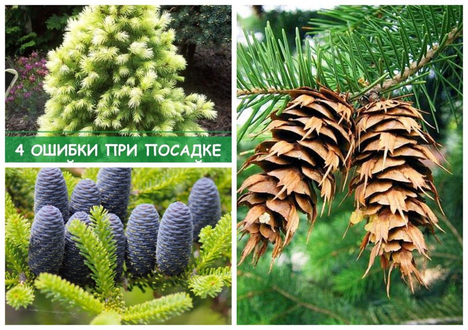 Лиственница Сибирская эвоинки