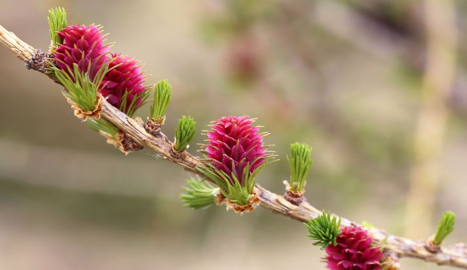 Пихта Сибирская 'Шаповалов' 08