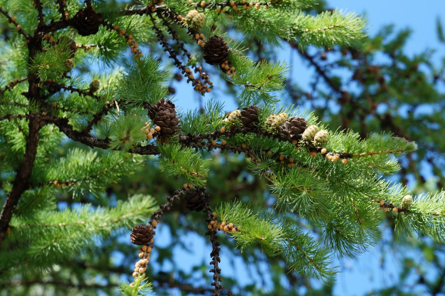 Песталоция хвоя