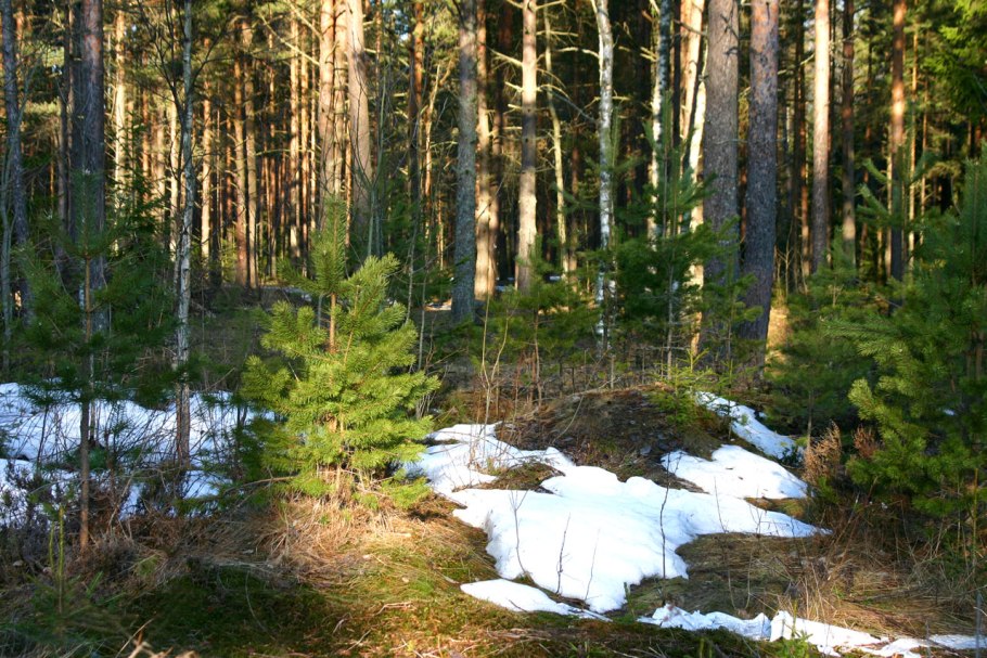 Особенности хвоинок пихты