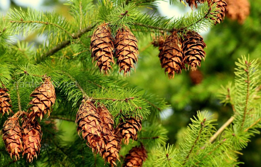 Байкальский заповедник пихта