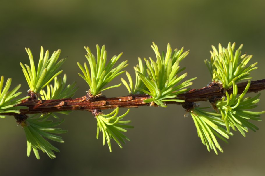 Ель обыкновенная микростробилы