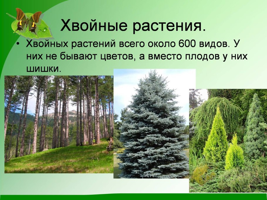 Ветка хвои в снегу