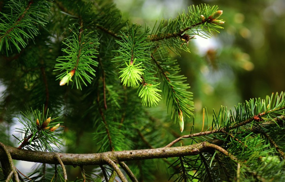 Ель пихта кедр