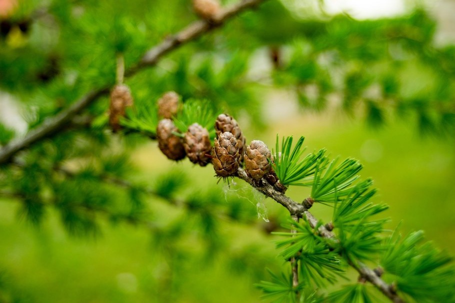 Ветка сосны и лиственницы