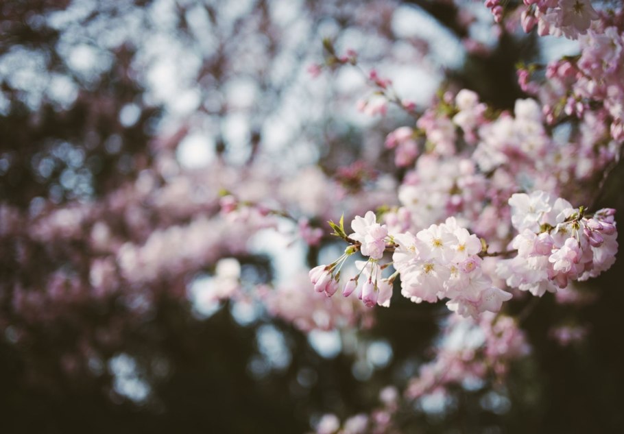 Full Bloomed Cherry Blossoms