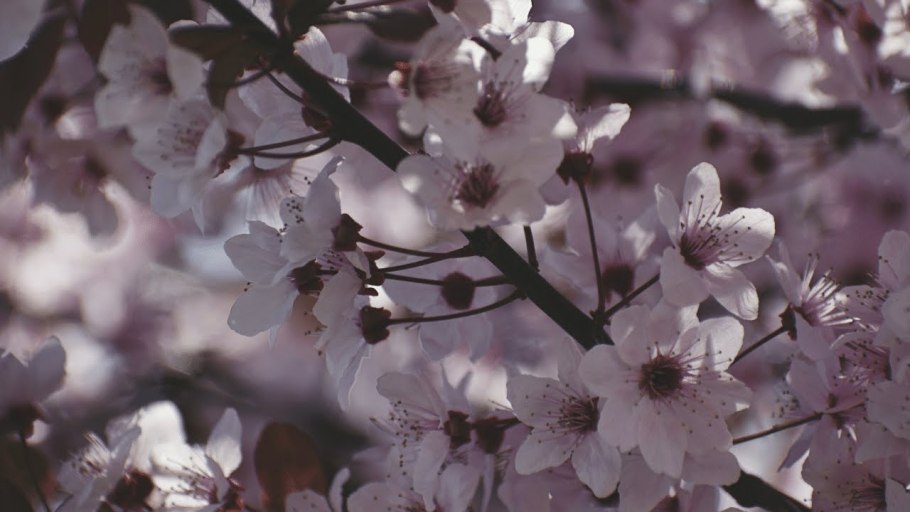 Цветы вишни