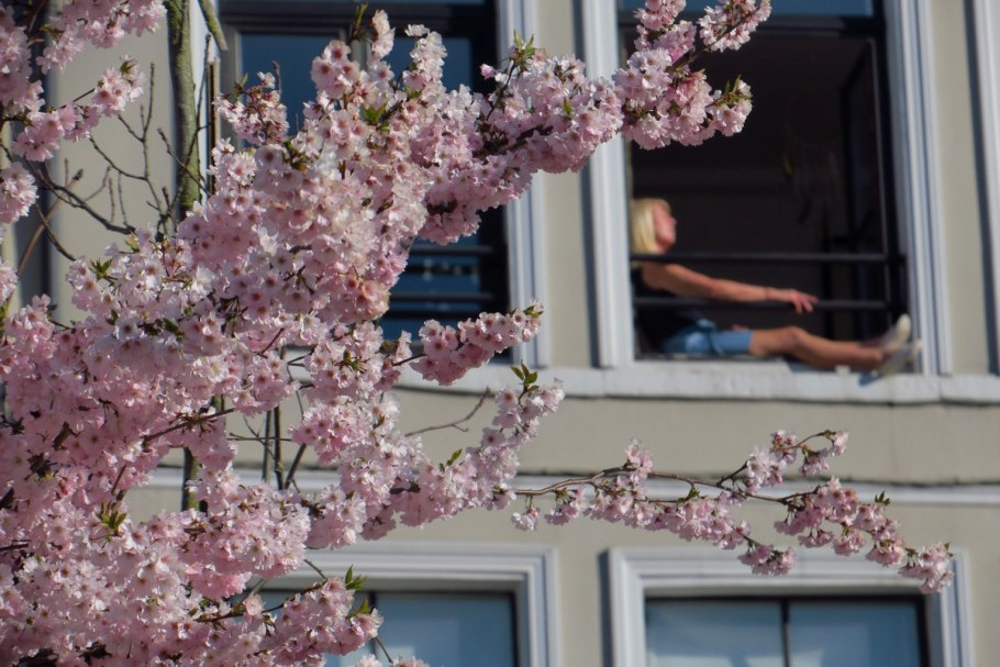 2 Миллиона вишневых деревьев в Эстремадуре