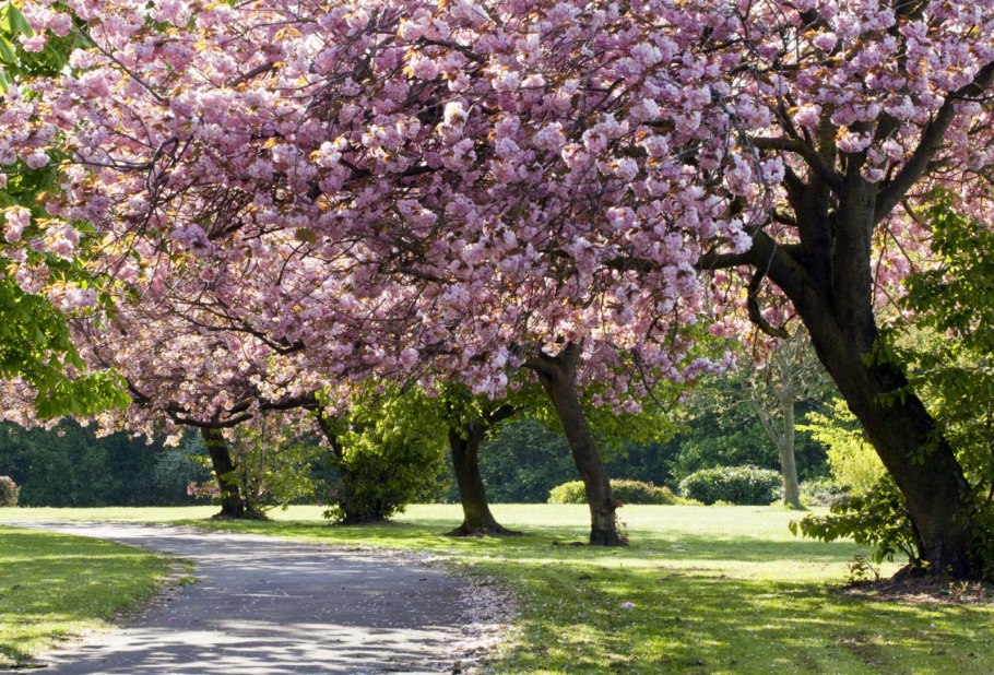Сакура в Амстердаме