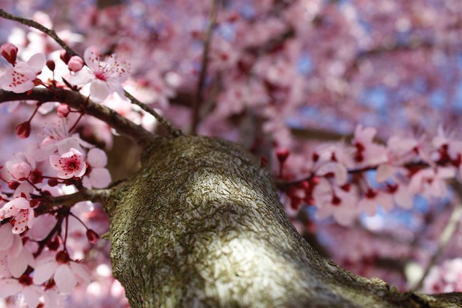 Дерево вишни в Японии