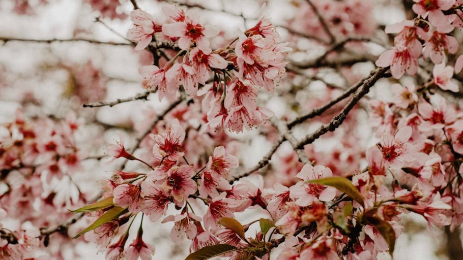 Деревья цветут розовыми цветами весной название как боярышники