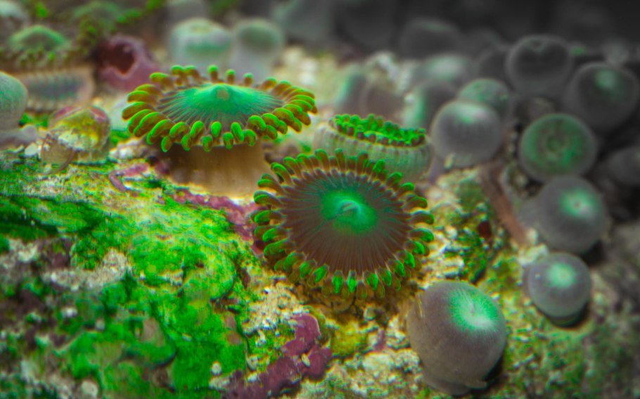 Съедобные морские растения