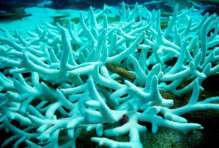 Типы питания клеток схема