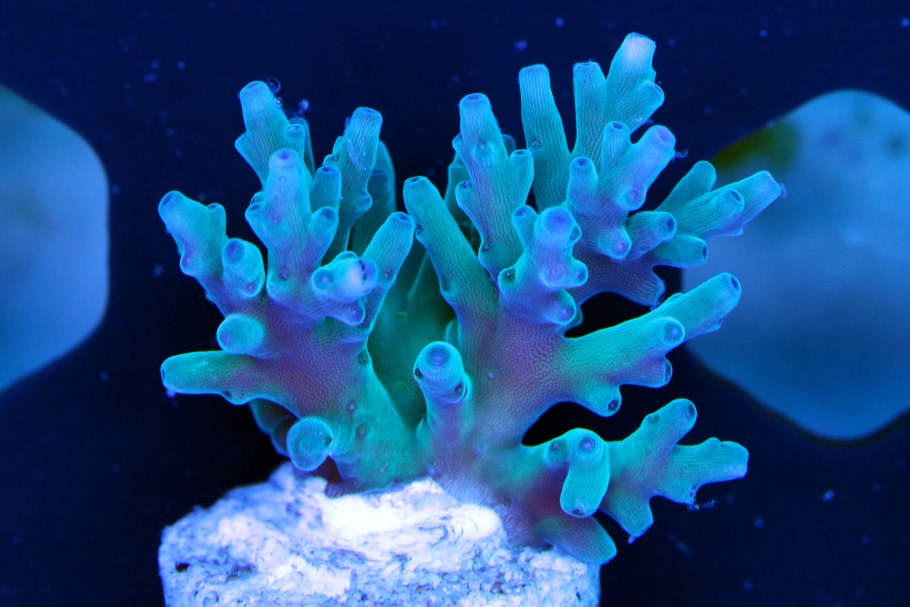 Heteractis magnifica (Purple)