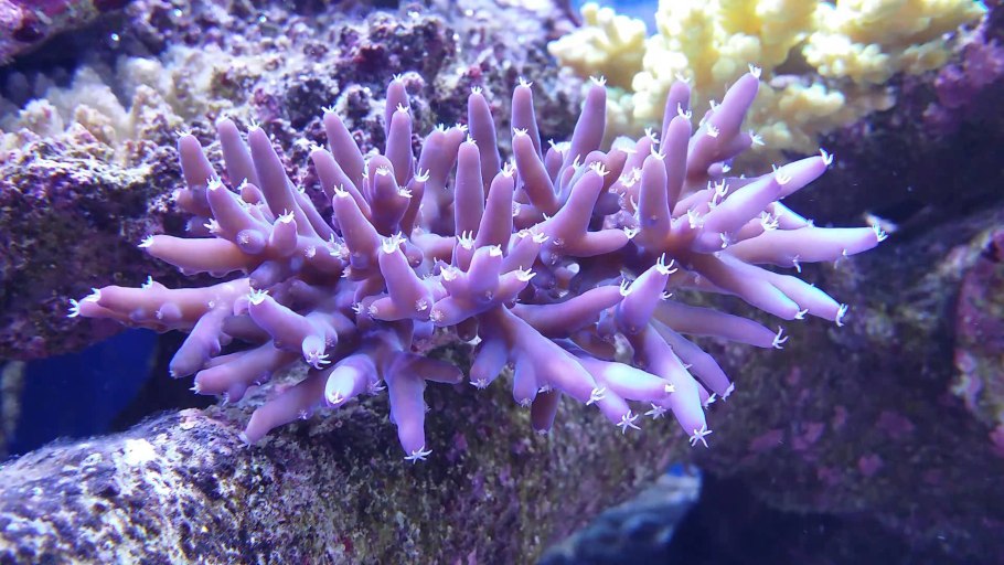 Мертвые кораллы