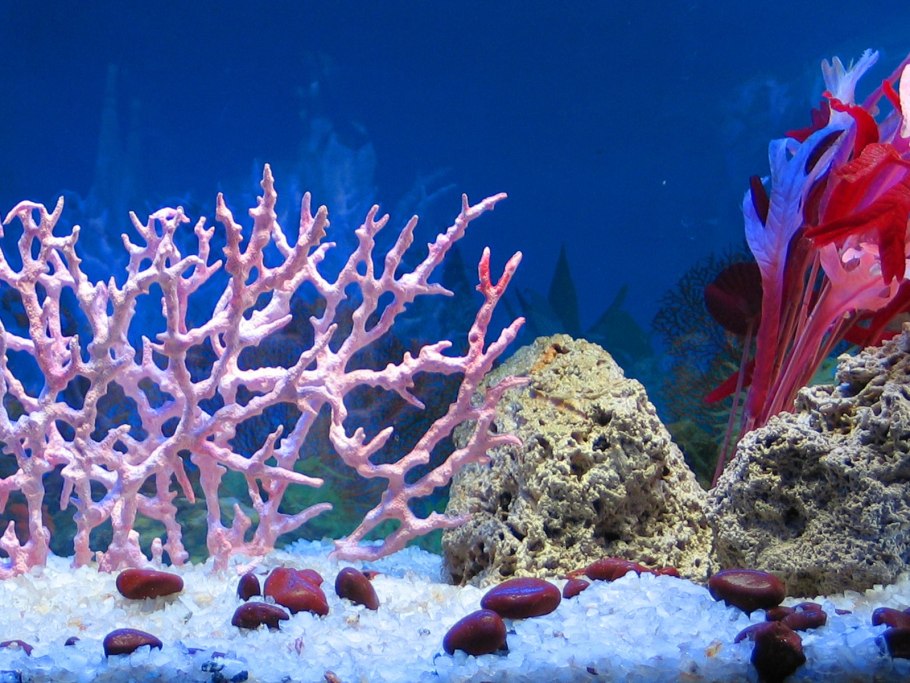 Консументы первого порядка в водоеме