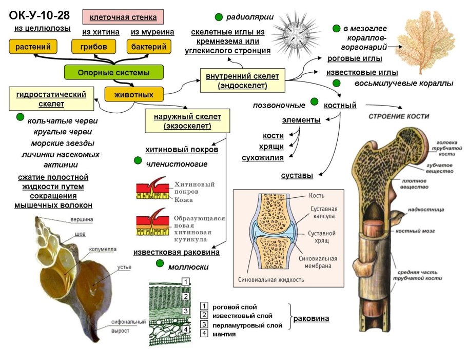 Морской аквариум коралл кавулярпия