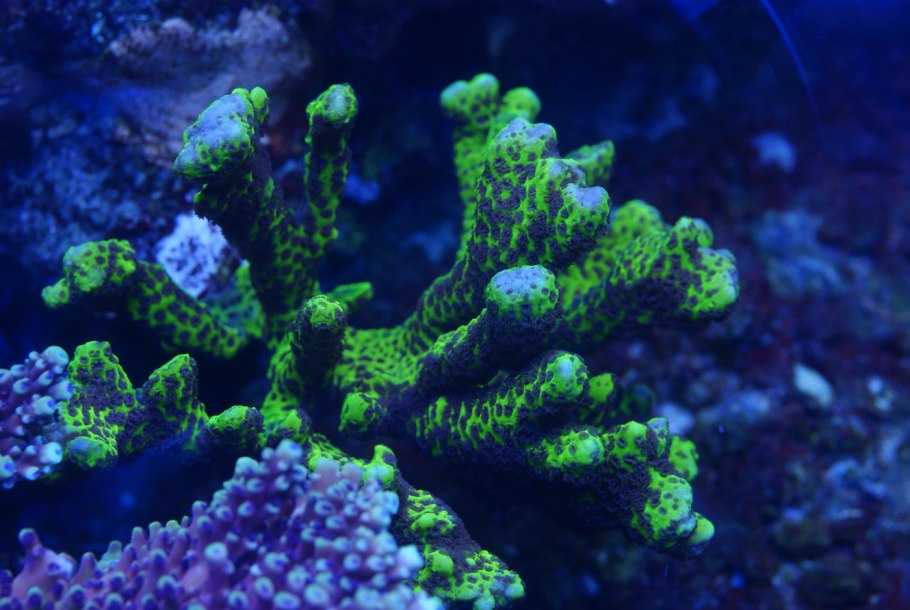 Коралл Монтипора Халк