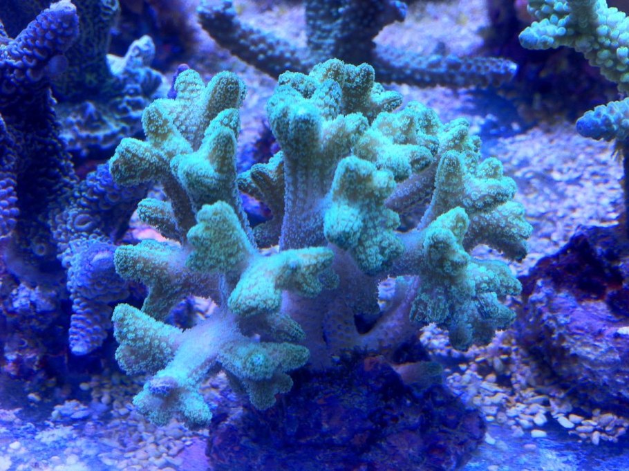 Сериатопора калиендрум зеленая