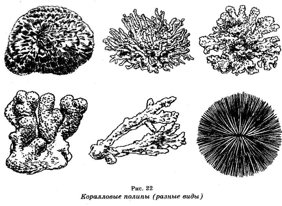 Кишечнополостные коралловые полипы