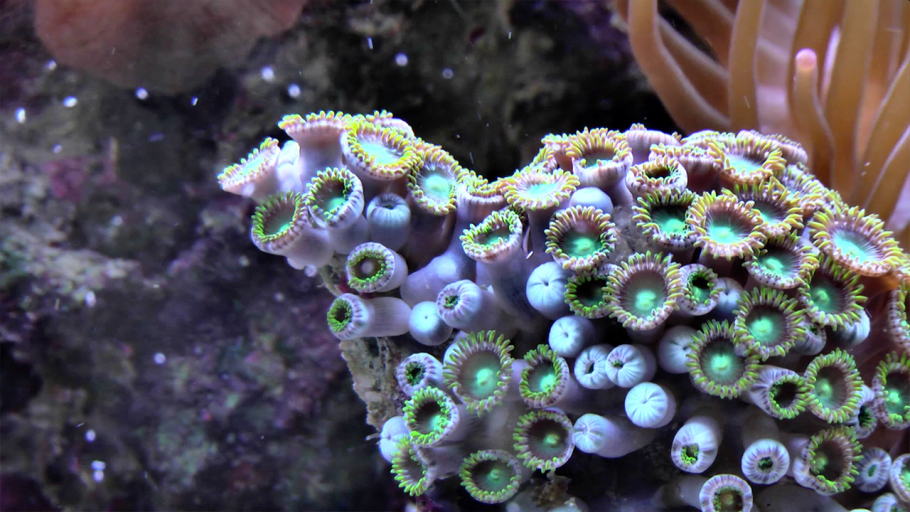 Коралл ярко зеленый