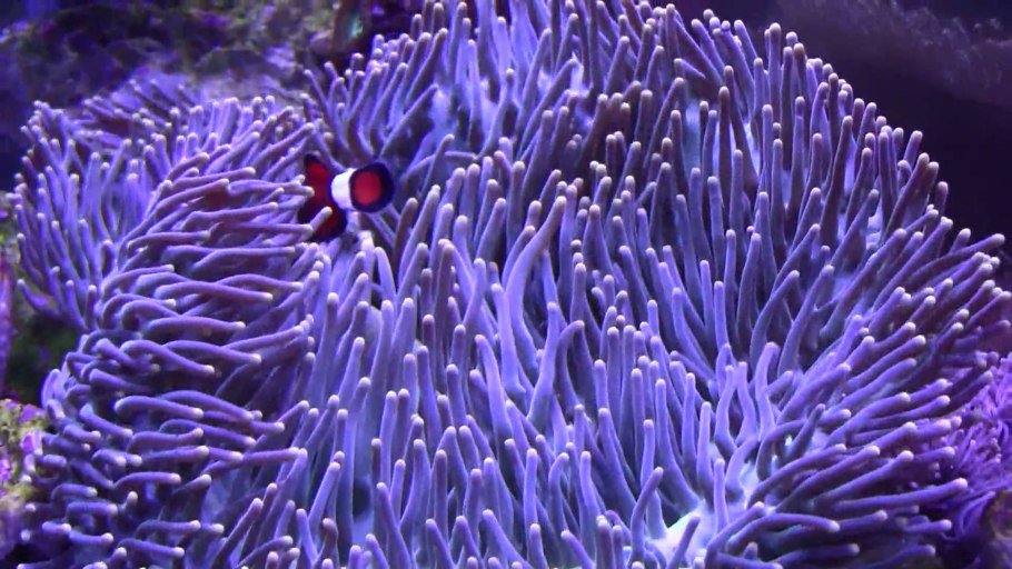 Коралловые полипы Тихого океана