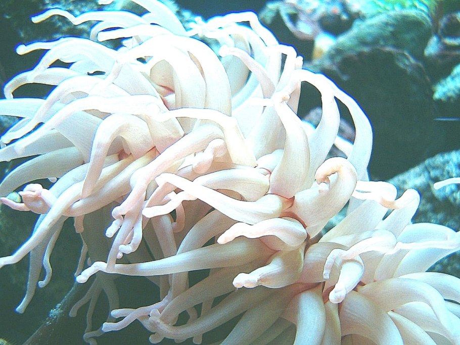 Листоватые лишайники представители