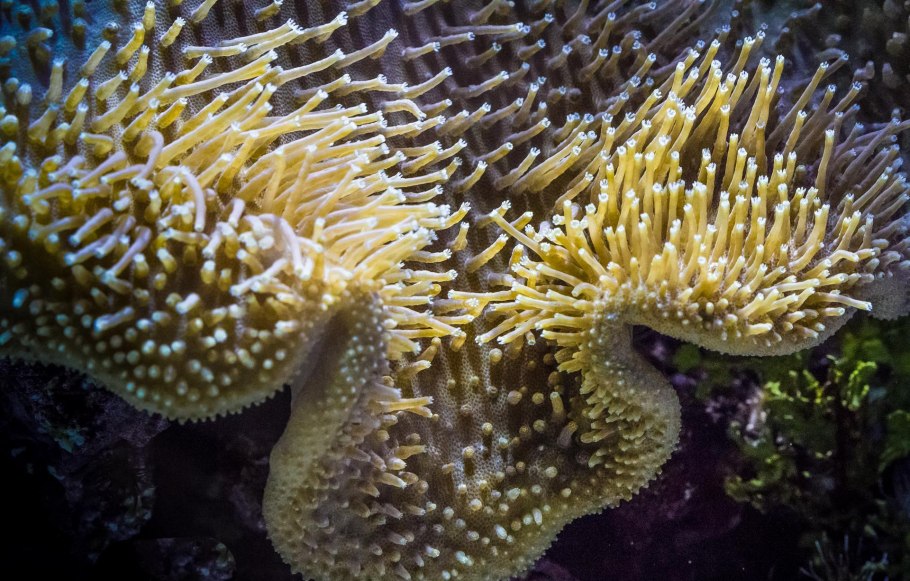 Кораллы вектор