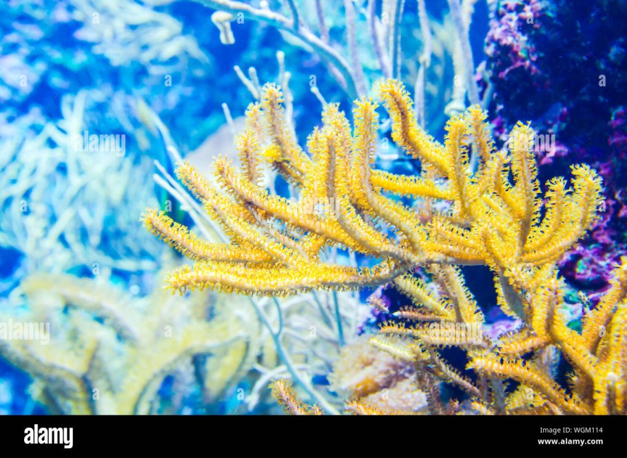 Акропора оленерогая