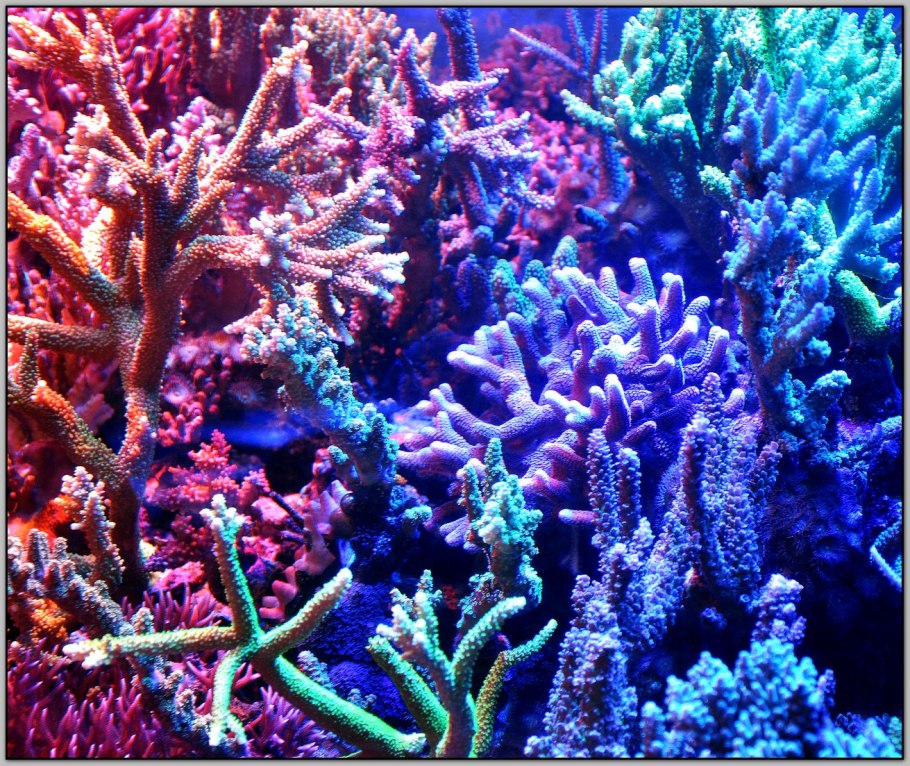 Кальций в океане