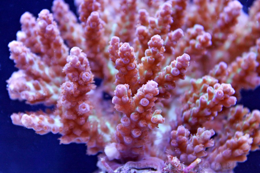 Coral Reef Bleaching