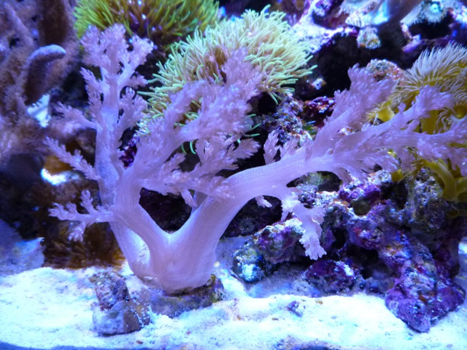 Типы питания бактерии миксотрофы