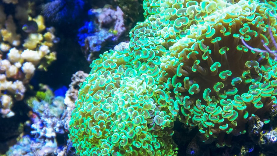 Водоросли Графика