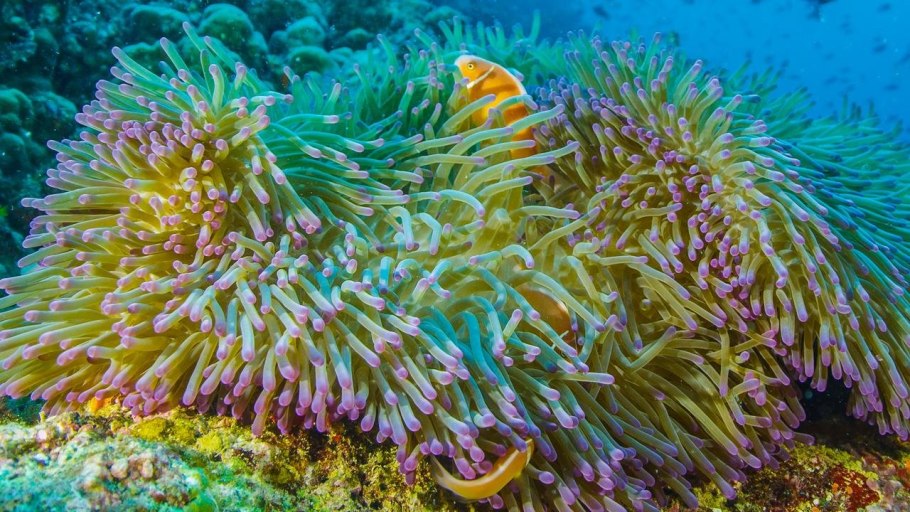 Разнообразие микроорганизмов грибы бактерии вирусы