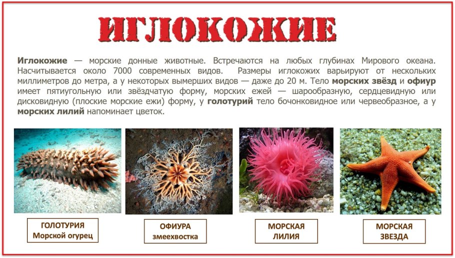 Капнелла коралл зеленая