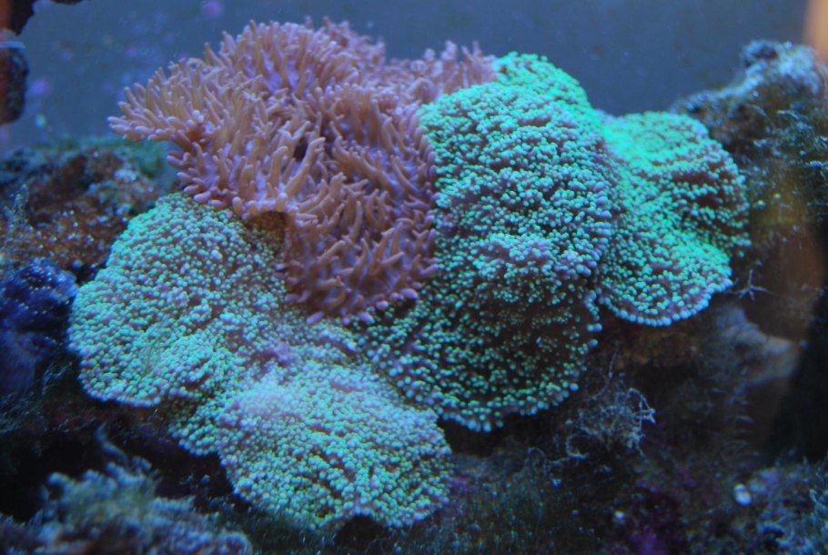 Симбиотические водоросли тридакна