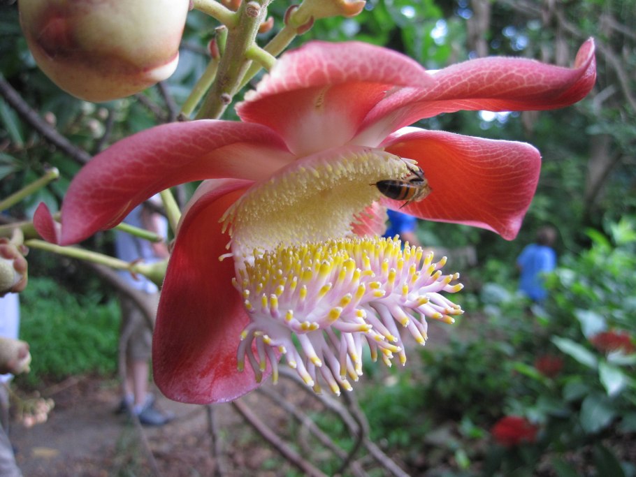 Курупита гвианская