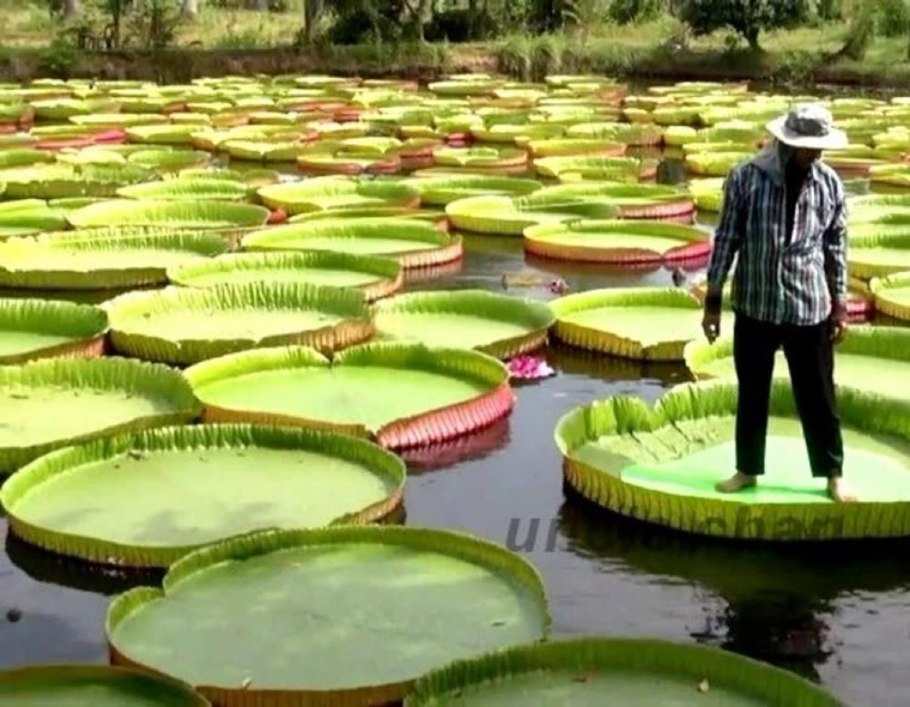 Кувшинка Виктория Амазонская