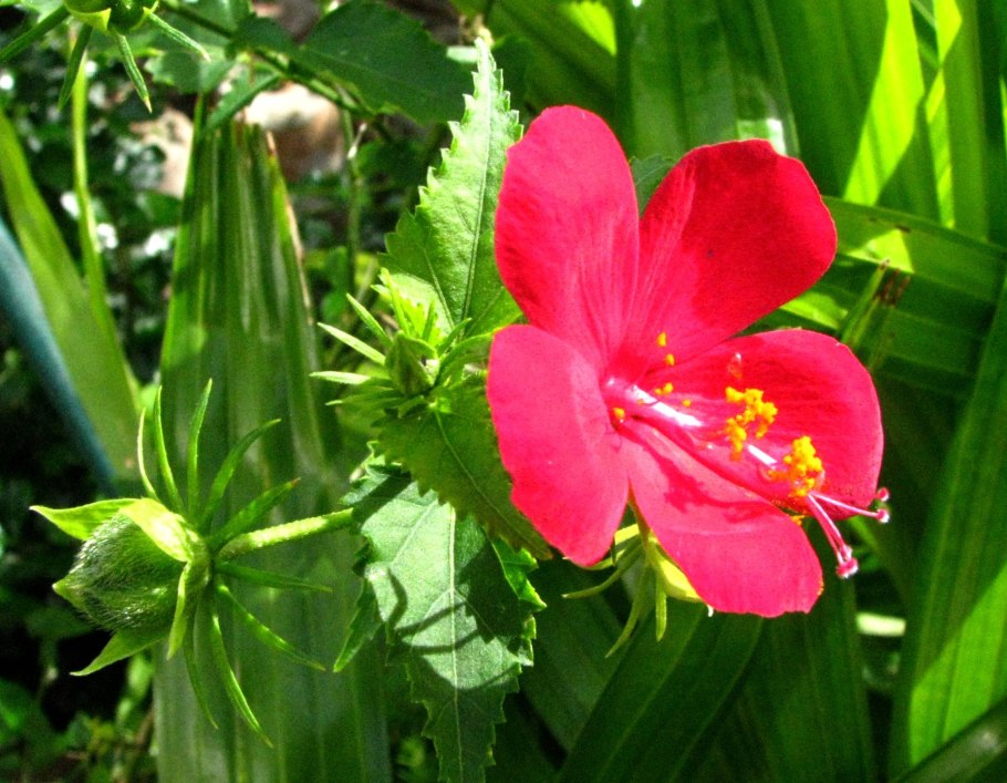 Цветы американские фото