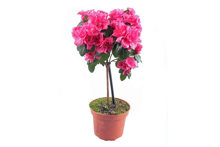 Петуниевое дерево