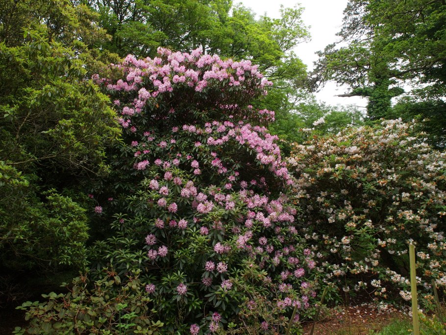 Азалия рододендрон древовидная