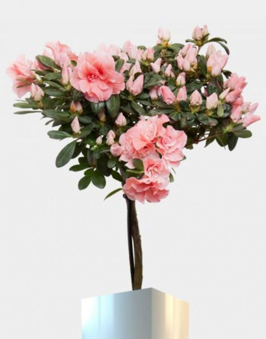 Сирень Палибин на штамбе